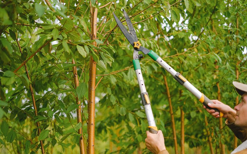 Tree trimming in Menoken, ND