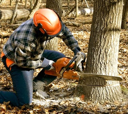 Tree Removal in Menoken, ND